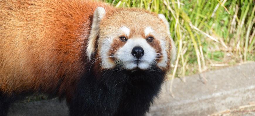 野毛山動物園フォト1