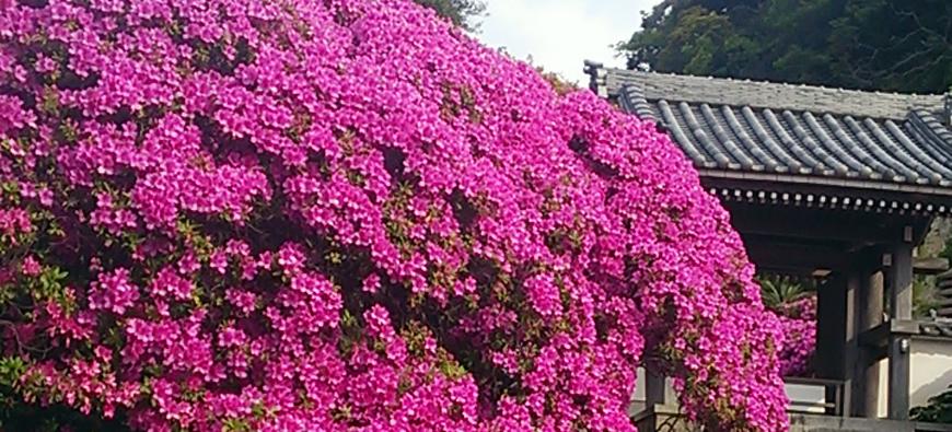 安養院（田代寺）フォト10