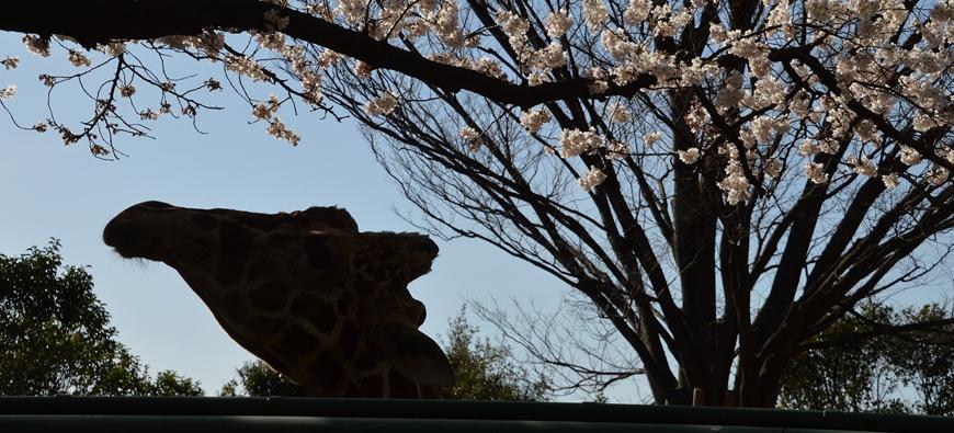 野毛山動物園フォト2