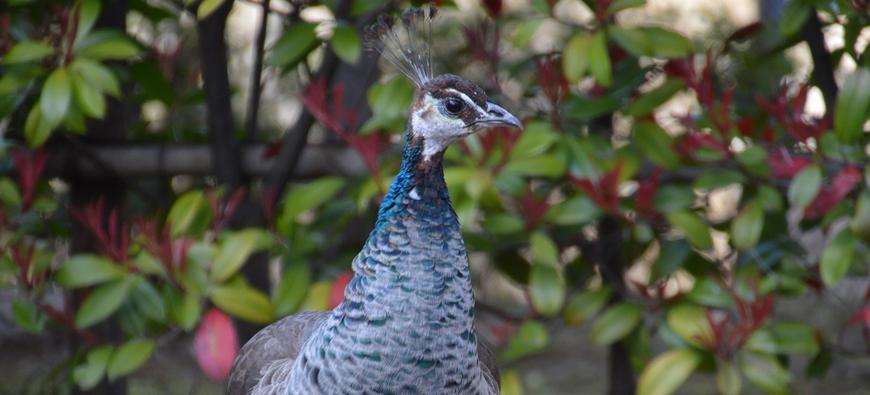 野毛山動物園フォト3