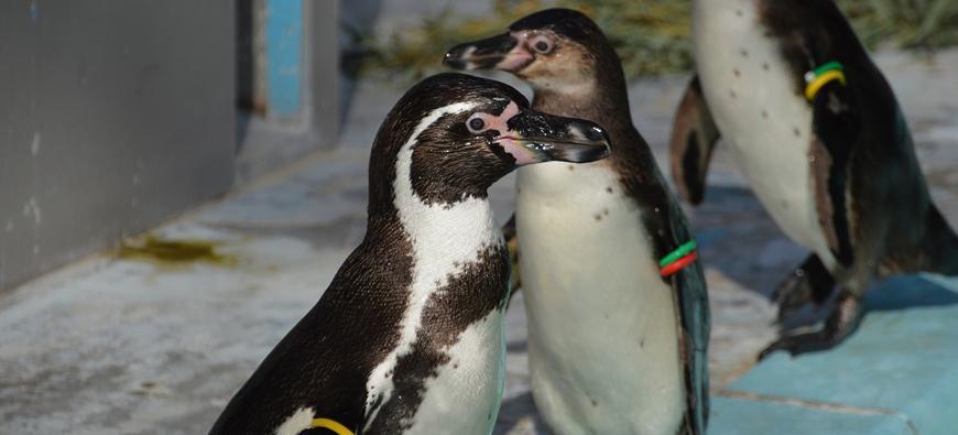 野毛山動物園フォト4