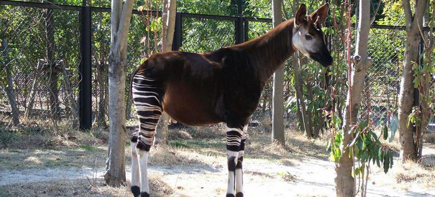 よこはま動物園ズーラシアフォト2