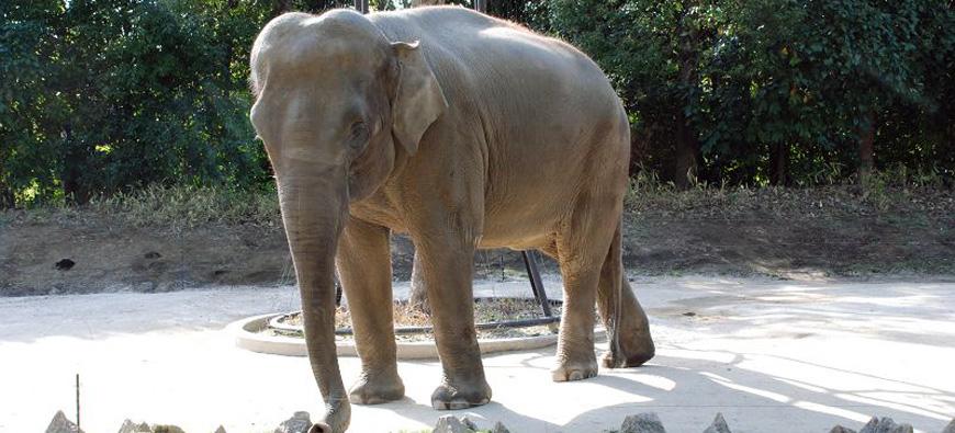 よこはま動物園ズーラシアフォト3