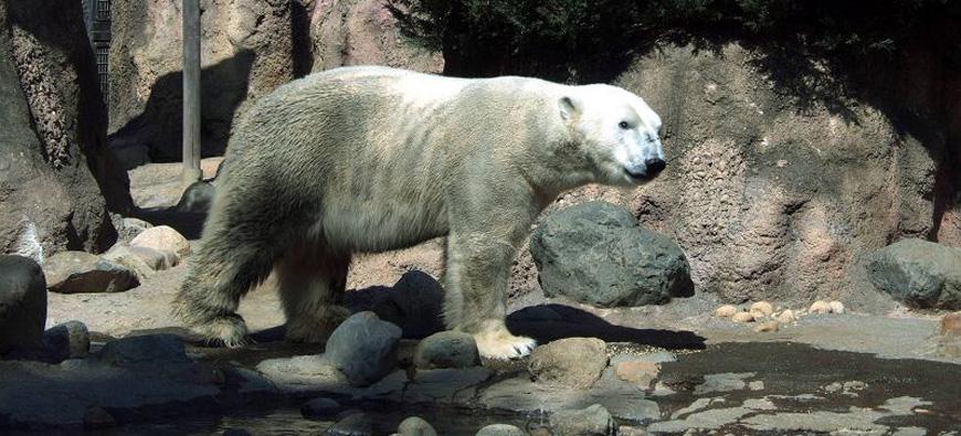 よこはま動物園ズーラシアフォト4