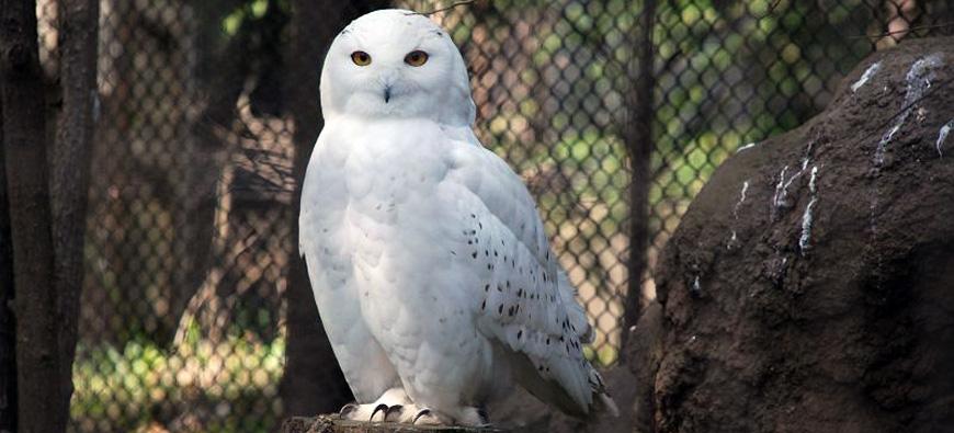 よこはま動物園ズーラシアフォト6