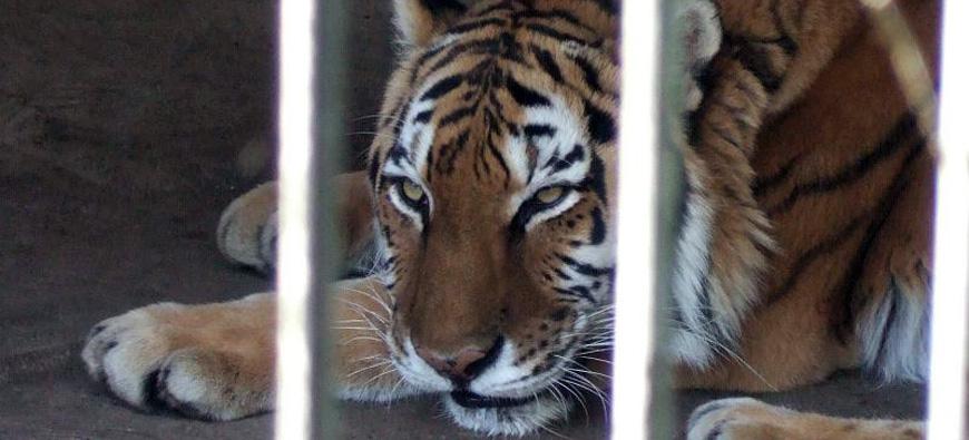 よこはま動物園ズーラシアフォト7