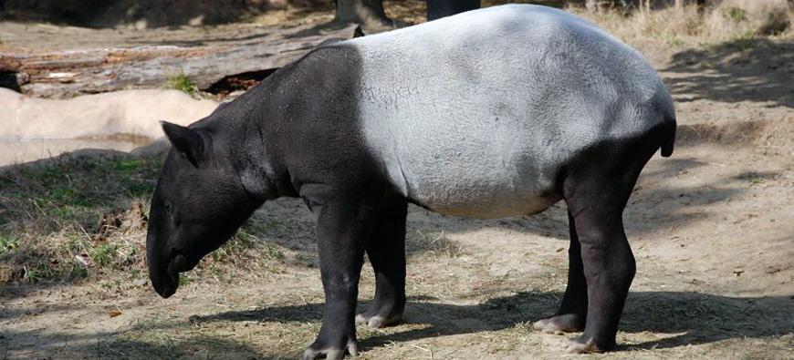 よこはま動物園ズーラシアフォト8