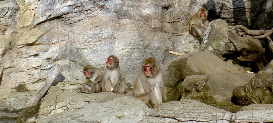 よこはま動物園ズーラシアフォト9